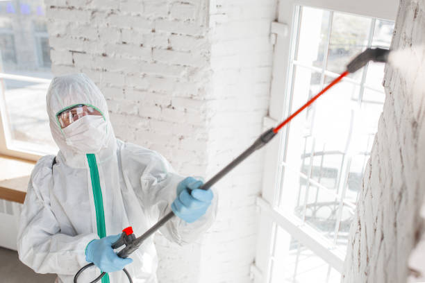 Best Asbestos and Lead Testing During Mold Inspection  in Willard, UT