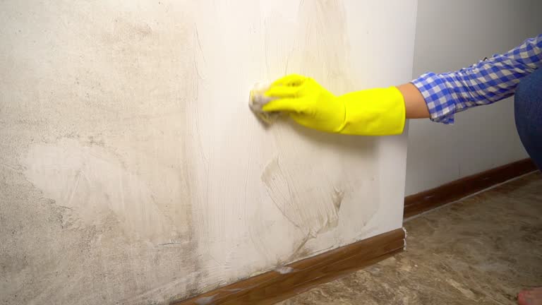 Best Mold Removal for HVAC Installations  in Willard, UT