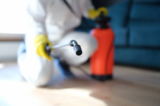 Best Mold Damage Restoration  in Willard, UT