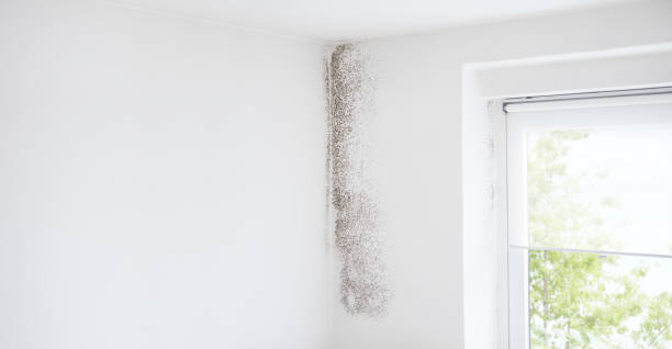Best Residential Mold Inspection & Testing  in Willard, UT
