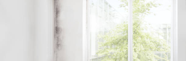 Best Emergency Mold Remediation  in Willard, UT