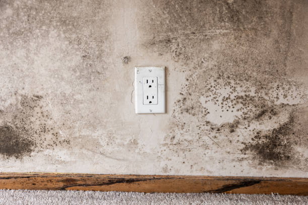 Best Mold Odor Removal Services  in Willard, UT