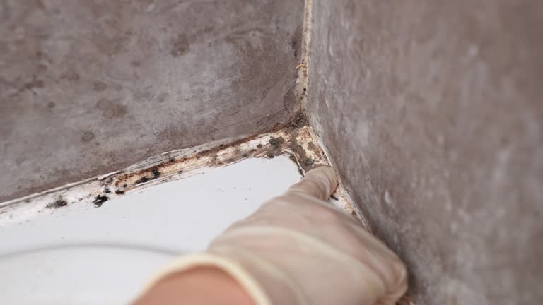 Best Real Estate Mold Inspection  in Willard, UT