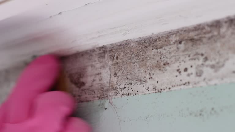 Best Air Quality Testing for Mold Spores  in Willard, UT